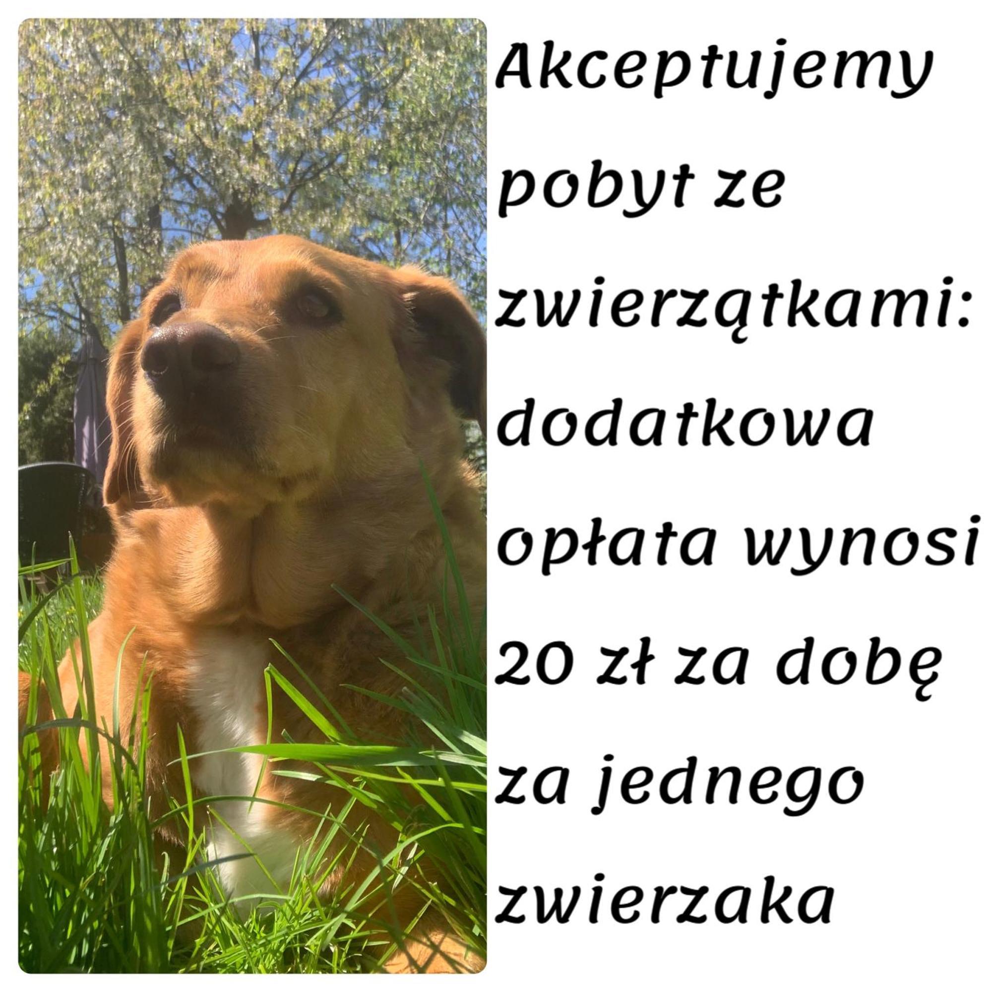 Domki Caloroczne - U Ptaka - Milkow Экстерьер фото